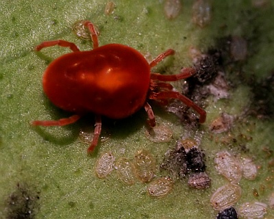 spider mite eggs red